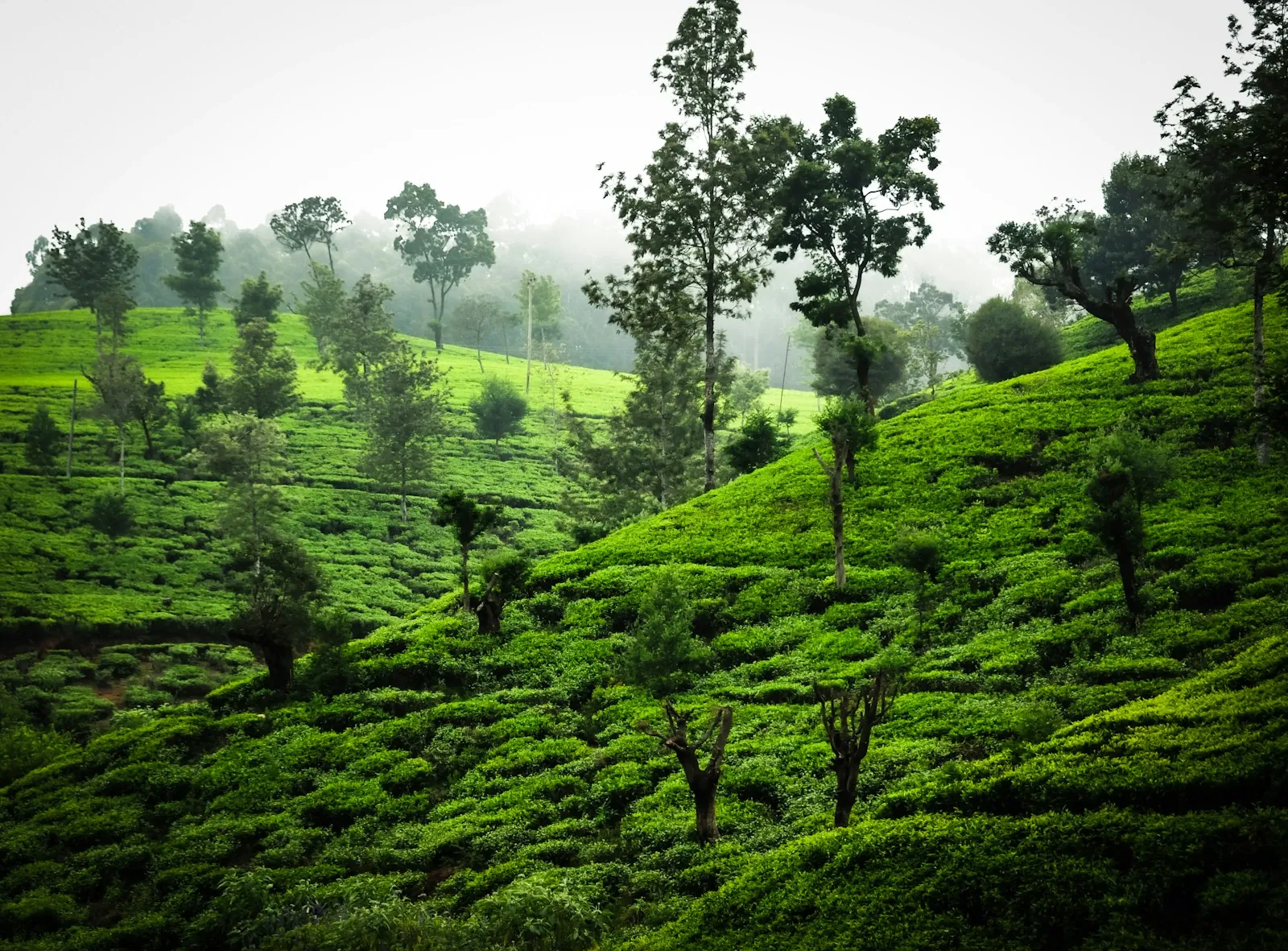 Green tea fields and tall trees on a misty hillside in Nuwara Eliya, Sri Lanka